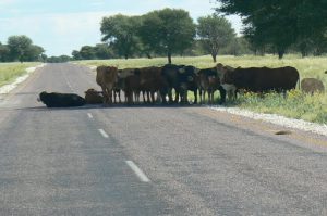 Cows parked in the shade of a tall tree