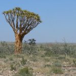 Quiver tree, actually an aloe bush