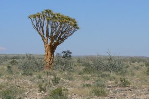 Quiver tree, actually an aloe bush