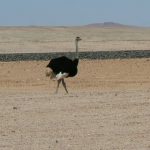 Ostrich along the railroad