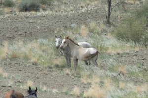 Wild horses