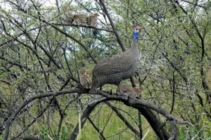 Guinea hen with chicks