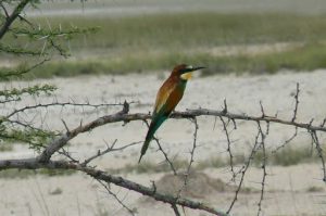 Beautiful European bee-eater