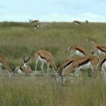 Herd of springbok