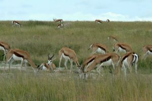 Herd of springbok