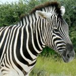 Close-up of seemingly tame zebra but these animals  will kick