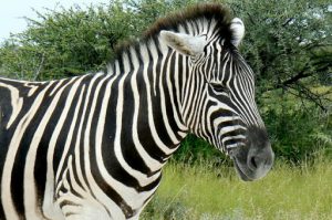 Close-up of seemingly tame zebra but these animals  will kick