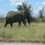 Driving along the main highway we saw these huge creatures.