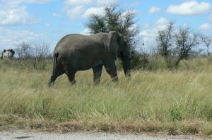 Driving along the main highway we saw these huge creatures.