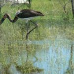 Saddle-billed stork