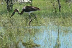 Saddle-billed stork