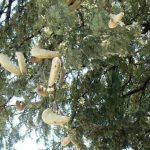 Seed pods on ? tree