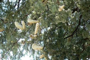 Seed pods on ? tree