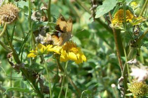 Butterfly on wild flower