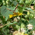 Butterfly on wild flower