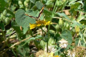 Butterfly on wild flower