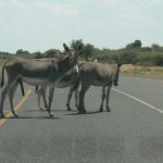 Very dumb donkeys stand on highway and do not move.