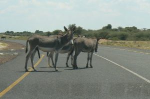 Very dumb donkeys stand on highway and do not move.