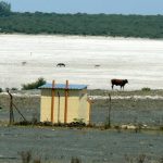 Cattle and donkeys on a salt pan