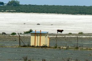 Cattle and donkeys on a salt pan