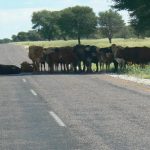 Cows parked in the shade of a tall tree