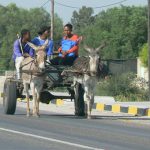 Common form of rural transport