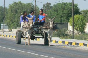 Common form of rural transport