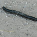 Centipede about 7" long