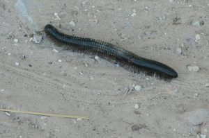 Centipede about 7" long