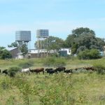Water towers and cattle north of Okavango Delta