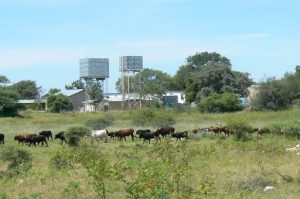 Water towers and cattle north of Okavango Delta