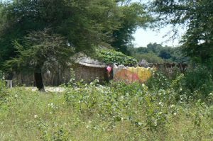 Ovambo tribal village near the Okavango River