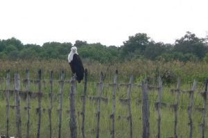 Inside the Delta are various wildlife