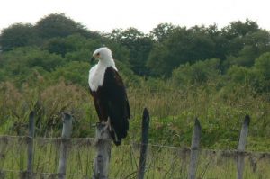 Inside the Delta are various wildlife