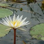 Millions of water lilies