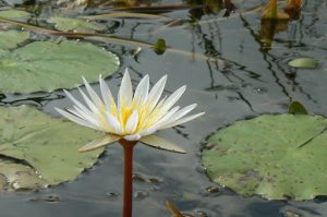 Millions of water lilies