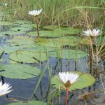 Millions of water lilies