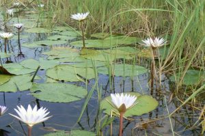 Millions of water lilies