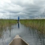 Mokoro canoes are pole driven.