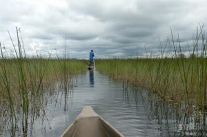 Mokoro canoes are pole driven.