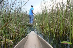 Mokoro canoes are pole driven.