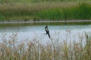 Inside the Delta are various wildlife