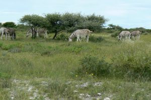 Zebras on Ditshipi Island in the Delta