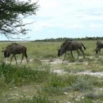 Wildebeest on Ditshipi Island in the Delta