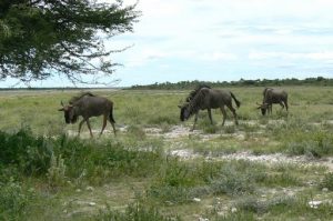 Wildebeest on Ditshipi Island in the Delta