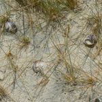 Snail shells on Ditshipi Island leftover from river flooding