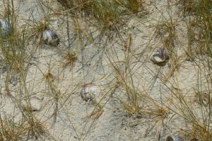 Snail shells on Ditshipi Island leftover from river flooding