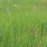 Tall grass on Ditshipi Island in the Delta