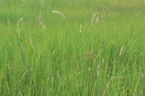 Tall grass on Ditshipi Island in the Delta