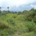 Trekking trail on Ditshipi Island in the Delta